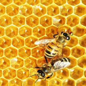 Cajas de abejas listas para exportación aérea